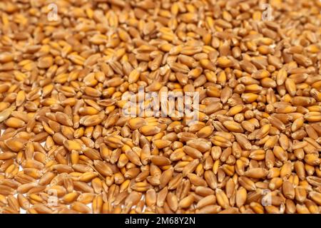 Hintergrund von hartroten Winterweizenkörnern. Stockfoto