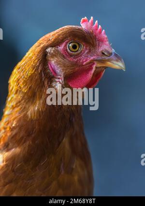 Porträt der braunen Henne auf blauem Hintergrund Stockfoto