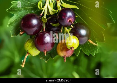 Die Jostaberry. Ribes nidigrolaria. Mischung aus schwarzer Johannisbeere und Stachelbeere im Garten. Ast mit reifen Beeren in der Nähe. Stockfoto
