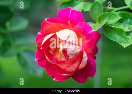 Coral Rose Blume in Rosen Garten. Ansicht von oben. Soft Focus Stockfoto