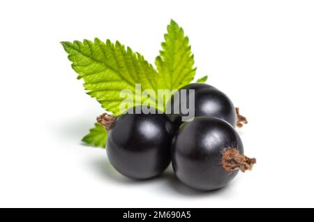 Schwarze Johannisbeere mit isolierten Blättern. Schließen. Stockfoto