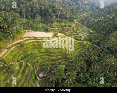 Tegallalang Reisterrassen, Ubud, Bali, Indonesien. Draufsicht Drohnenaufnahme von rauschenden Reisfeldern. Malerischer Blick auf die Natur Indonesiens. Schönheit von Stockfoto