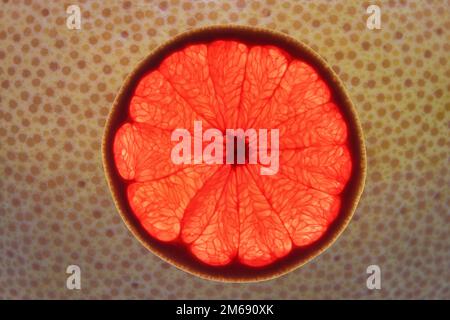 Ein Stück reifer Rubin-Grapefruit auf dem abstrakten Schälhintergrund Stockfoto