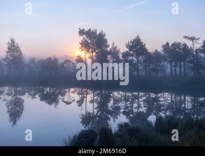 Moorsee, neblige Moorlandschaft mit Sumpfkiefern und traditioneller Moorvegetation, verschwommener Hintergrund, Nebel im Moor, Dämmerung, Dikli, Madiesenu Moor, Lettland Stockfoto