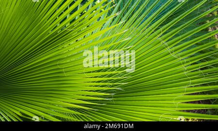 Grüner frischer Hintergrund, Blätter einer jungen Palme aus der Nähe Stockfoto