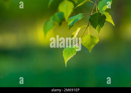 Blick auf die Birkenäste mit jungen grünen Blättern. Frische grüne junge Birkenblätter im Frühjahr. Stockfoto