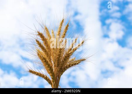 Goldenes Getreide wächst auf dem Feld über dem blauen Himmel. Getreideernte. Stacheln Weizen, June. Wichtige Futtergetreide, Stockfoto