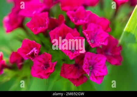 Wunderschöne, leuchtend rosa Blumen türkischer Nelke im Sommergarten, Stockfoto