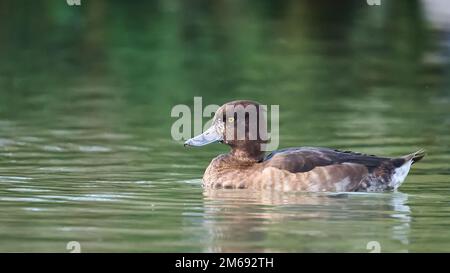 Getuftete Ente in den Arundel Feuchtgebieten Stockfoto