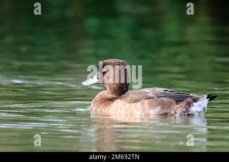 Getuftete Ente in den Arundel Feuchtgebieten Stockfoto