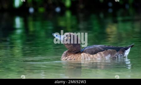 Getuftete Ente in den Arundel Feuchtgebieten Stockfoto