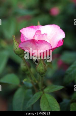 Rosa Rose auf dem Blumenbeet Stockfoto
