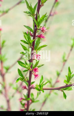 Ein junger Pfirsichbaum mit geschwollenen rosa Blütenknospen. Anbau von Obstbäumen im Garten. Stockfoto