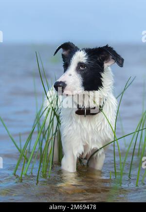 Nahaufnahme eines Mischhundes. Vertikale Zusammensetzung. Vorderansicht. Stockfoto