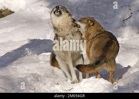 Wolf im Schnee Stockfoto