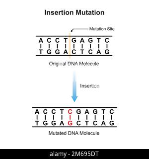 Insertionsmutation Wissenschaftliches Design. Vektordarstellung. Stock Vektor