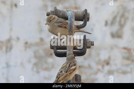 Schöne Nahaufnahme eines gewöhnlichen Hausspatzen, der auf einer Wasserpumpe sitzt. Stockfoto