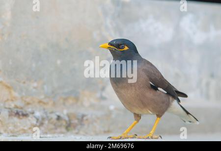 Nahaufnahme eines gewöhnlichen Myna-Vogels in einem Haus mit verschwommenem Hintergrund und selektivem Fokus. Porträt eines Sternenvogel. Stockfoto