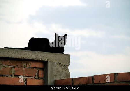 Katze auf Ziegelwand Stockfoto