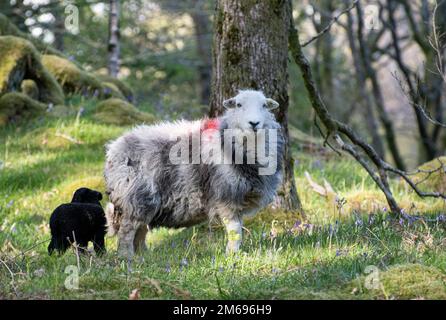 Herdwick-Schafe und -Lamm in Bluebell-Holz, Cumbria Lake District Stockfoto