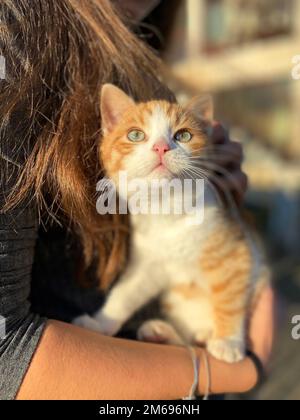 Das kleine Kätzchen sieht nach oben. Ein Mädchen hält eine Katze in den Armen Stockfoto