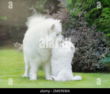 Samoyerter Hund. Hundemutter mit Welpe, die auf Gras spielt Stockfoto