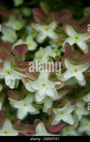 Nahaufnahme ausgewählter Hortensienblüten einer größeren Hortensienblüte Stockfoto