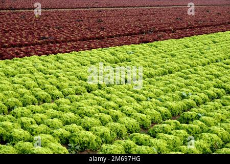 Salat box Stockfoto