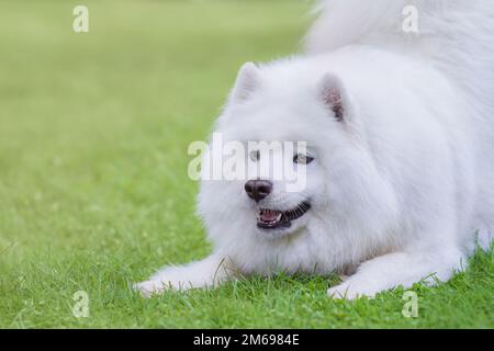 Samoyerter Hund will spielen. Bild für den Sommer: Horizontal im Freien. Stockfoto