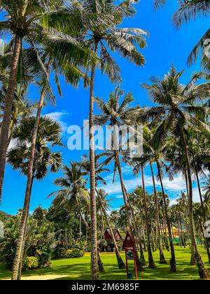 Kata Yai Beach, Phuket, Thailand, Strandszenen, Exotische Palmen, Gärten, Club Med, Luxury Resort Hotel, Bäume hintereinander Stockfoto