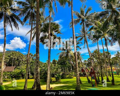 Kata Yai Beach, Phuket, Thailand, Strandszenen, Exotische Palmen, Gärten, Club Med, Luxury Resort, Bäume hintereinander Stockfoto