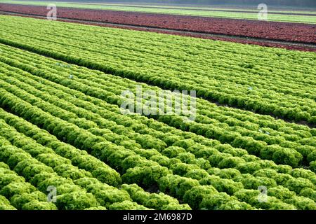 Salat box Stockfoto