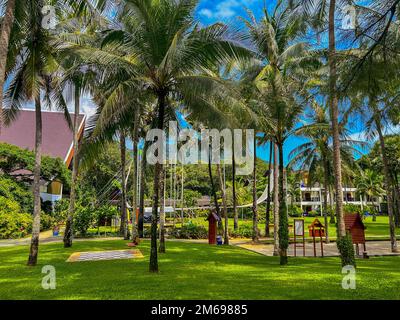 Kata Yai Beach, Phuket, Thailand, Szenen, Exotische Palmen, 'Club Med' Luxusresort, Gärten, Bäume in einer Reihe Stockfoto