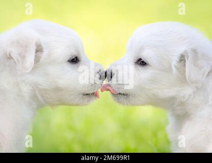 Zwei weiße Welpen von Mischhunden, die sich gegenseitig schnüffeln. Schließen. Stockfoto