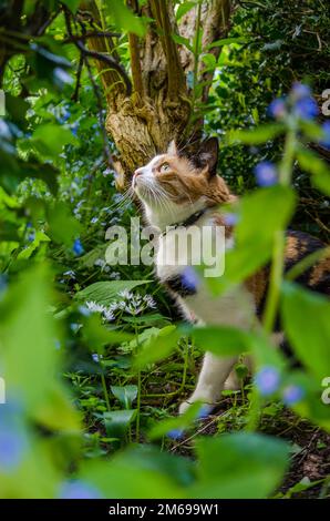 Eine Schildpattkatze sitzt in einer grünen Hecke mit blauen Blüten. Die Szene ist an einem Sommertag in Großbritannien. Stockfoto