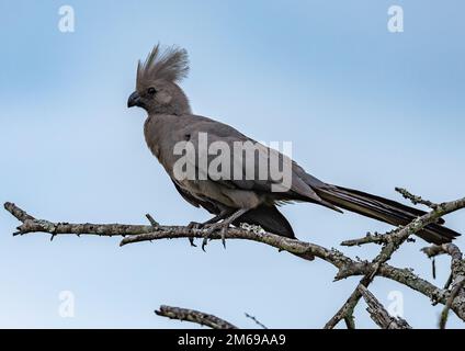 Ein grauer Vogel (Corythaixoides concolor), der auf einem Ast sitzt. Kruger-Nationalpark, Südafrika. Stockfoto