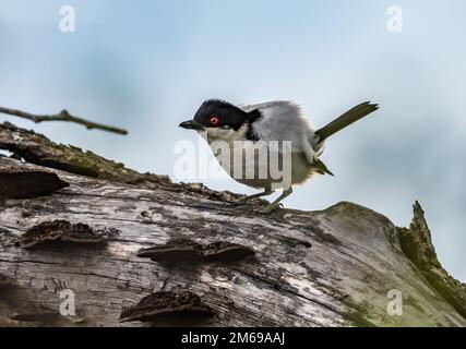 Ein Puffback mit schwarzem Rücken (Dryoscopus Cubla) mit Pufffedern auf dem Rücken. Kruger-Nationalpark, Südafrika. Stockfoto