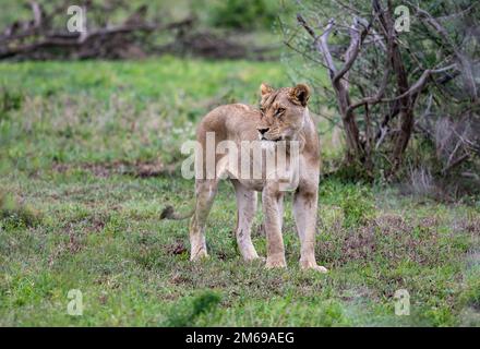 Eine weibliche Löwin (Panthera leo) steht und sucht. Kruger-Nationalpark, Südafrika. Stockfoto