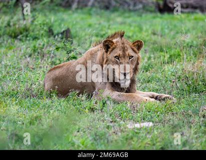 Ein junger Löwe (Panthera leo) ruht im Gebüsch. Kruger-Nationalpark, Südafrika. Stockfoto
