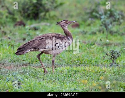 Eine Kori Bustard (Ardeotis kori), die auf offenem Grasland spaziert. Kruger-Nationalpark, Südafrika. Stockfoto