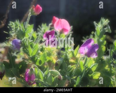 Ein halbabstraktes Bild von süßen Erbsenblüten mit lebendigen Farben vor schwarzem Hintergrund Stockfoto