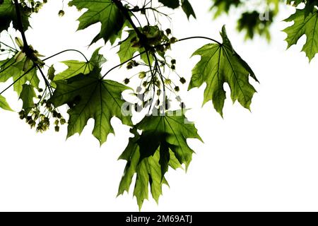 Grüne Krone eines Ahornbaums, isoliert auf Weiß Stockfoto
