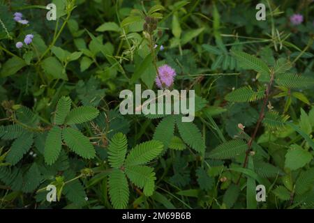 Mimosa pudica Blume oder putri malu in indonesien sieht sehr schön zwischen den Blättern und Dornen aus. Am Morgen blühen wunderschöne Blüten unter den Büschen. Stockfoto