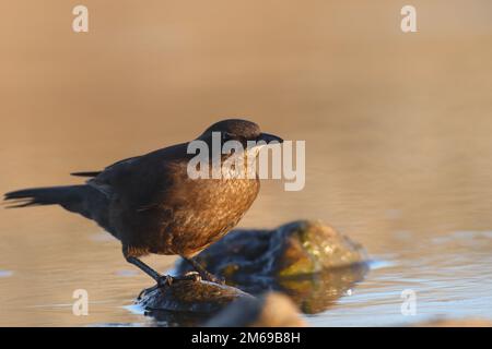 tussac Bird (schwarzer Cinclodes antarcticus) auf Carcass Island in den Falkland Stockfoto