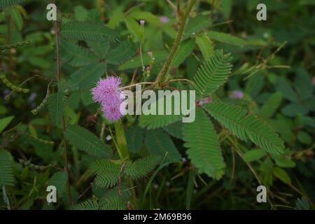 Mimosa pudica Blume oder putri malu in indonesien sieht sehr schön zwischen den Blättern und Dornen aus. Am Morgen blühen wunderschöne Blüten unter den Büschen. Stockfoto