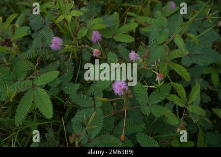 Mimosa pudica Blume oder putri malu in indonesien sieht sehr schön zwischen den Blättern und Dornen aus. Am Morgen blühen wunderschöne Blüten unter den Büschen. Stockfoto