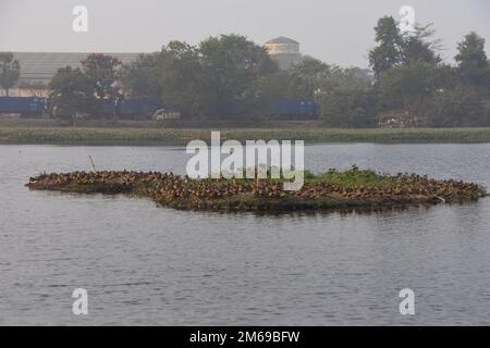 Kalkutta, Westbengalen, Indien. 3. Januar 2023. Überwiegend mit Wasserhyazinthen bedeckte Santragachi Jheel oder See zieht in diesem Winter (November bis März) eine größere Zahl von Zugvögeln an als im Vorjahr. Little whistling Duck ist die dominanteste Art, die hier mit anderen Sorten sichtbar ist. (Kreditbild: © Biswarup Ganguly/Pacific Press via ZUMA Press Wire) Stockfoto