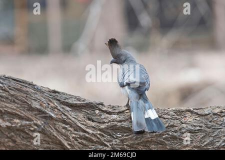 Weißbauch-Gehen-Vogel (Corythaixoides leocogaster). Die dunkle Gesetzesvorlage zeigt, dass diese Person männlich ist. Stockfoto