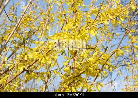 Gelbe Frühlingsblumen - Forsythie. Hintergrund von Blumen und Himmel Stockfoto