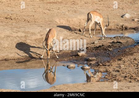 Impala (Aepyceros melampus), zwei Erwachsene Männer trinken in einem künstlichen Pool, der während einer Dürre geschaffen wurde Stockfoto